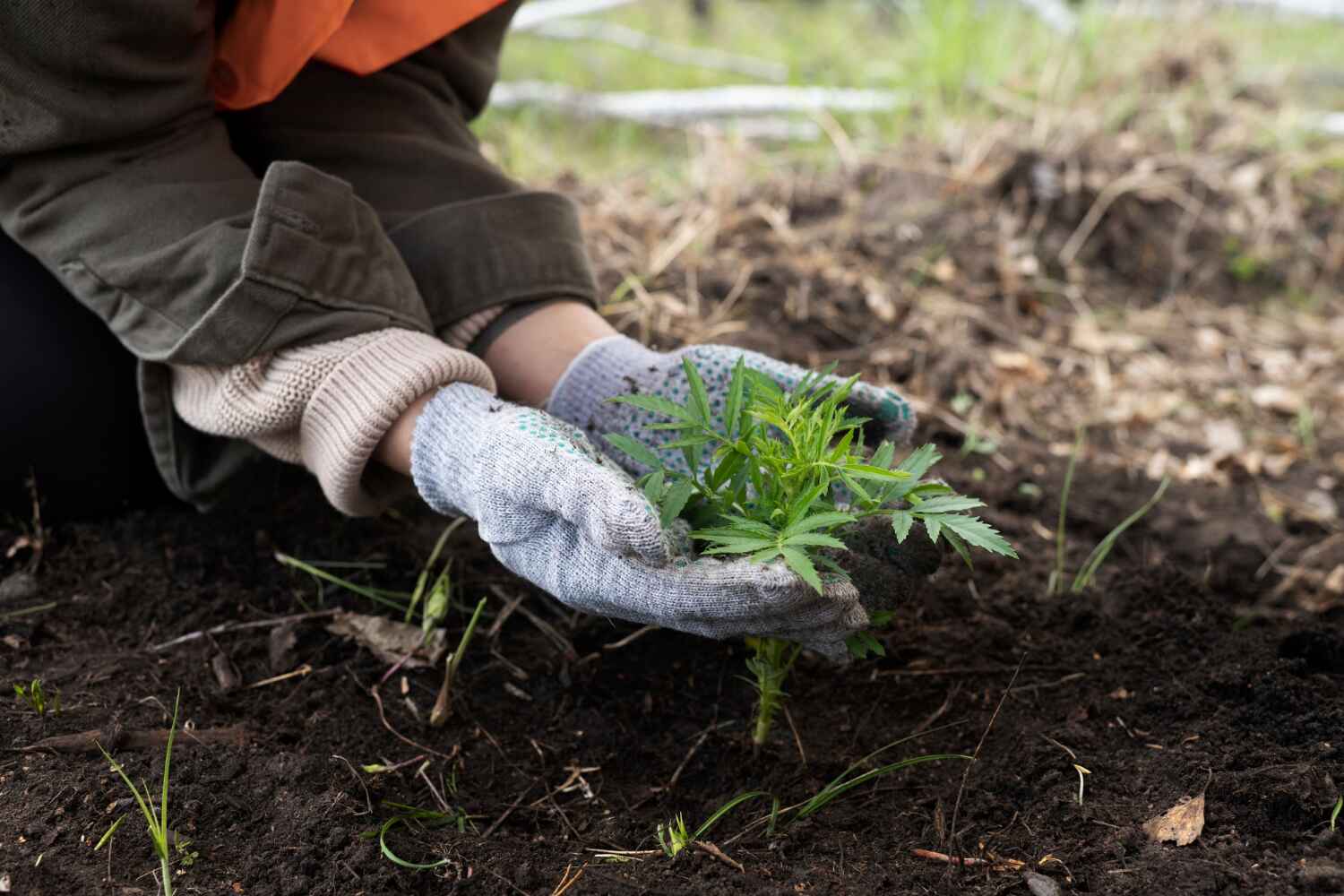 Best Tree Stump Removal  in Brooklyn Park, MN